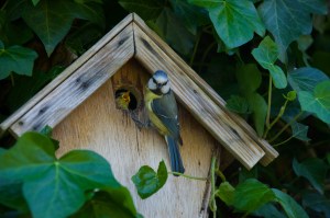 001 Blåmejse fodrer unge