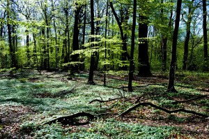 001 Forår i skoven #1