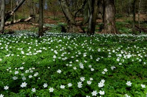 001 Forår i skoven #2