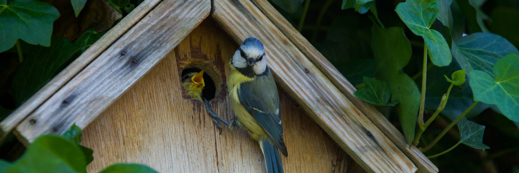 Åbrinkens Grundejerforening i Brede