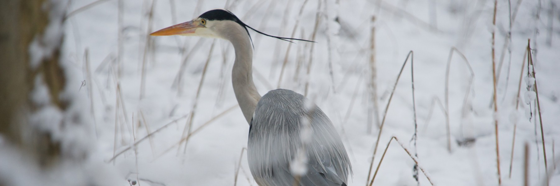 Åbrinkens Grundejerforening i Brede
