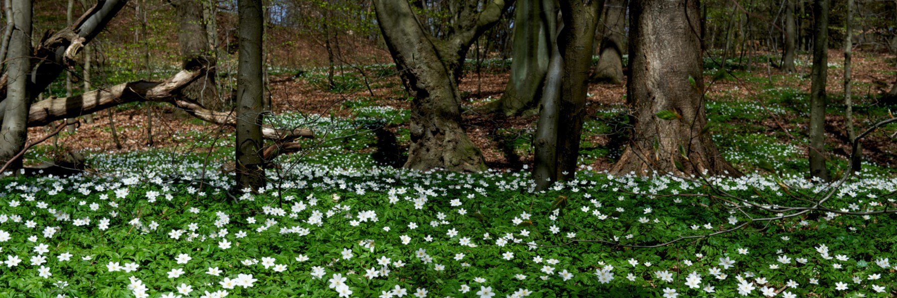 Åbrinkens Grundejerforening i Brede