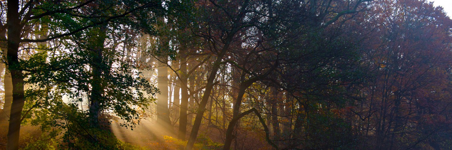 Åbrinkens Grundejerforening i Brede