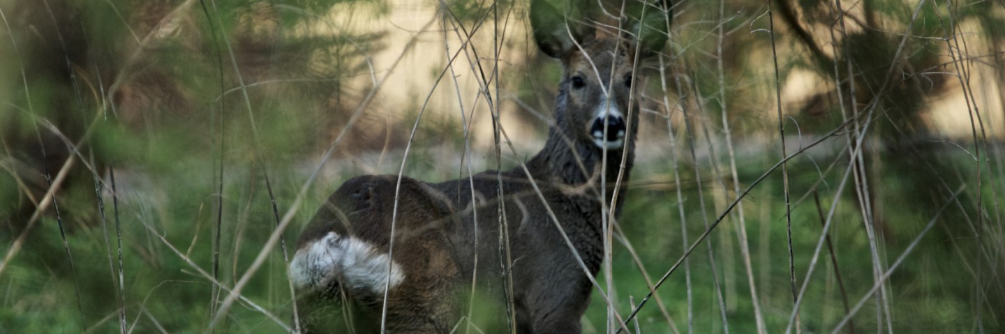 Åbrinkens Grundejerforening i Brede